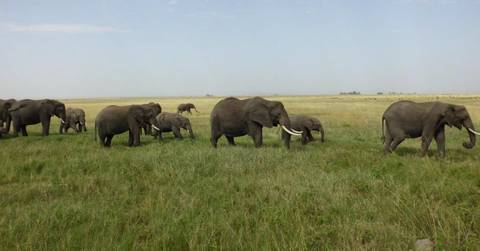 7-day Magical Encounter Of The Big Five Safari - 7 Days