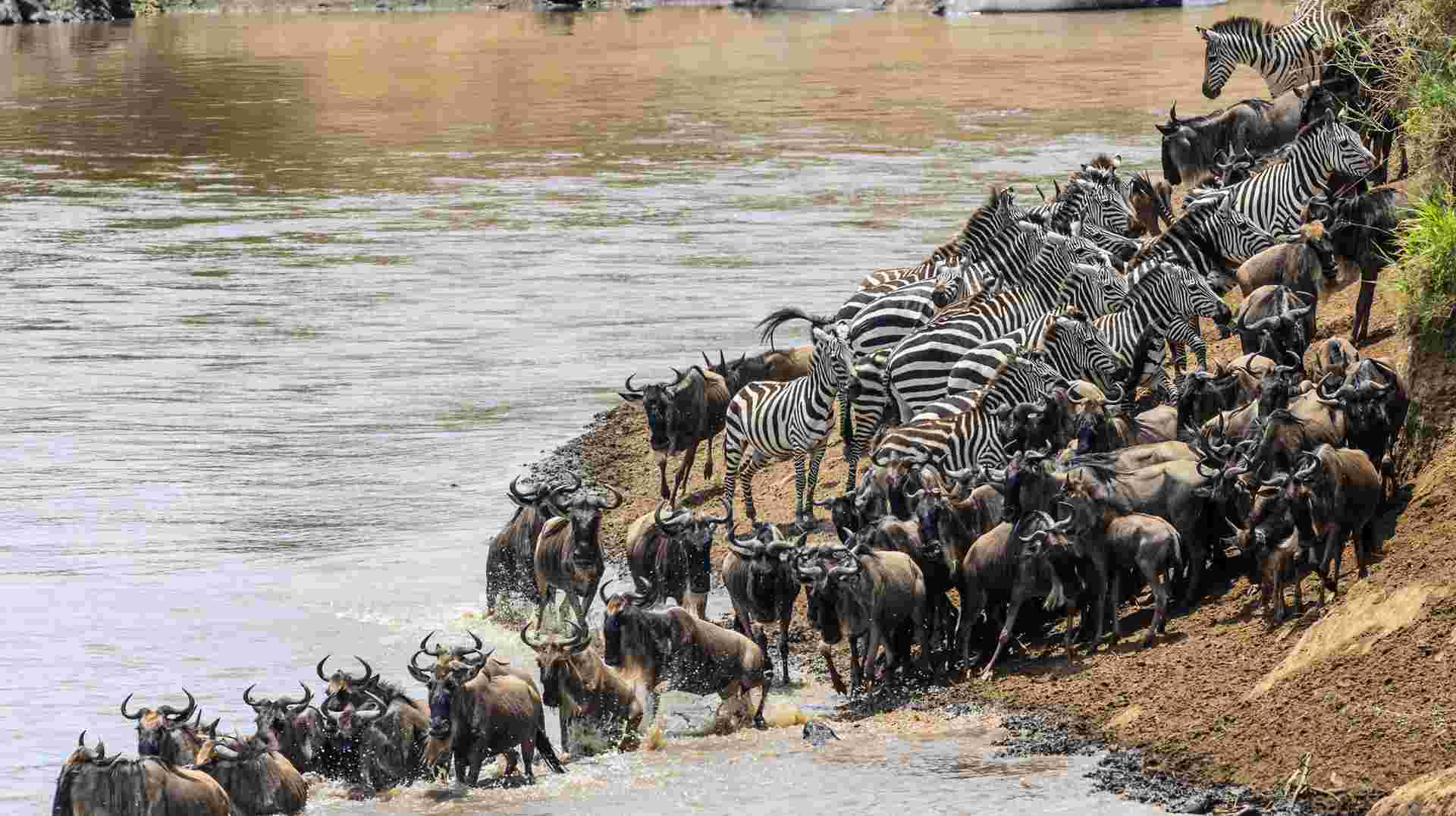 7-Day Migration Safari: Spending a Week in the Wild