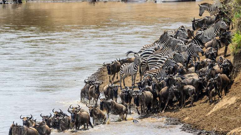 7-Day Migration Safari: Spending a Week in the Wild  - 7 days