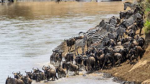 7-day Migration Safari: Spending A Week In The Wild - 7 Days