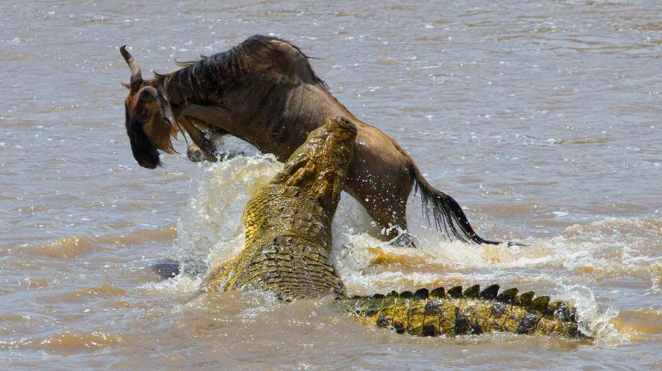 7-Day Migration Safari: Spending a Week in the Wild - Gosheni Safaris Africa - Tanzania - Image 2