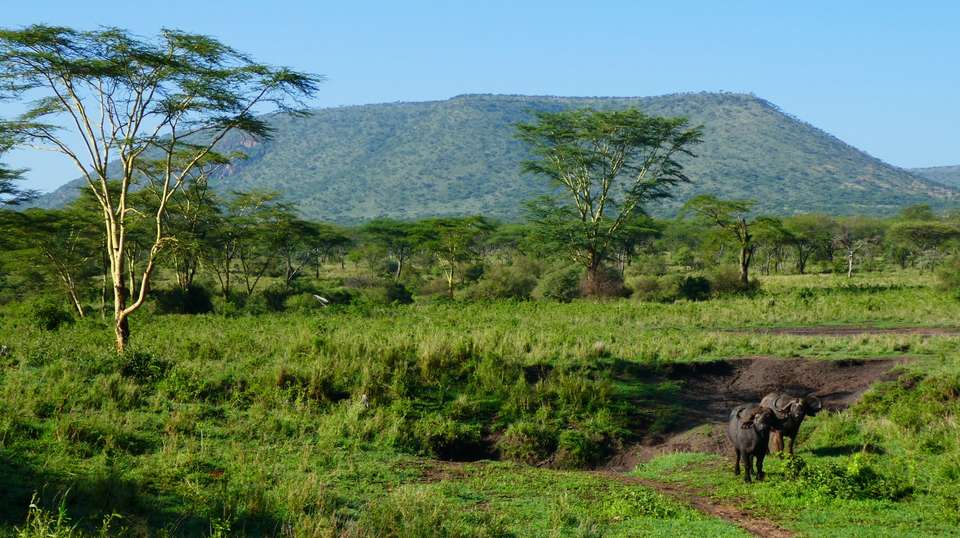 7-Day Migration Safari: Spending a Week in the Wild - Gosheni Safaris Africa - Tanzania - Image 3