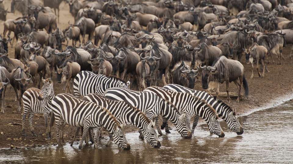 7-Day Migration Safari: Spending a Week in the Wild - Gosheni Safaris Africa - Tanzania - Image 4