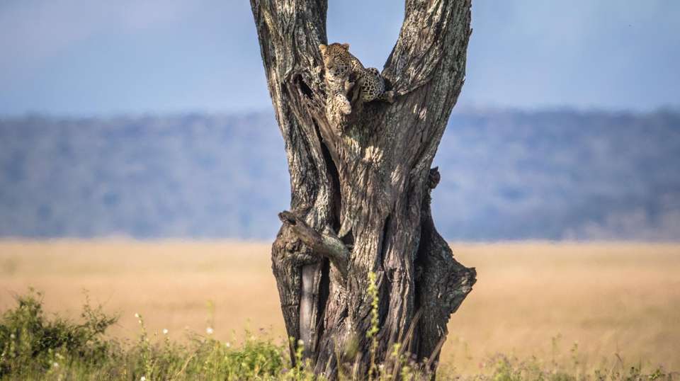 7-Day Migration Safari: Spending a Week in the Wild - Gosheni Safaris Africa - Tanzania - Image 6
