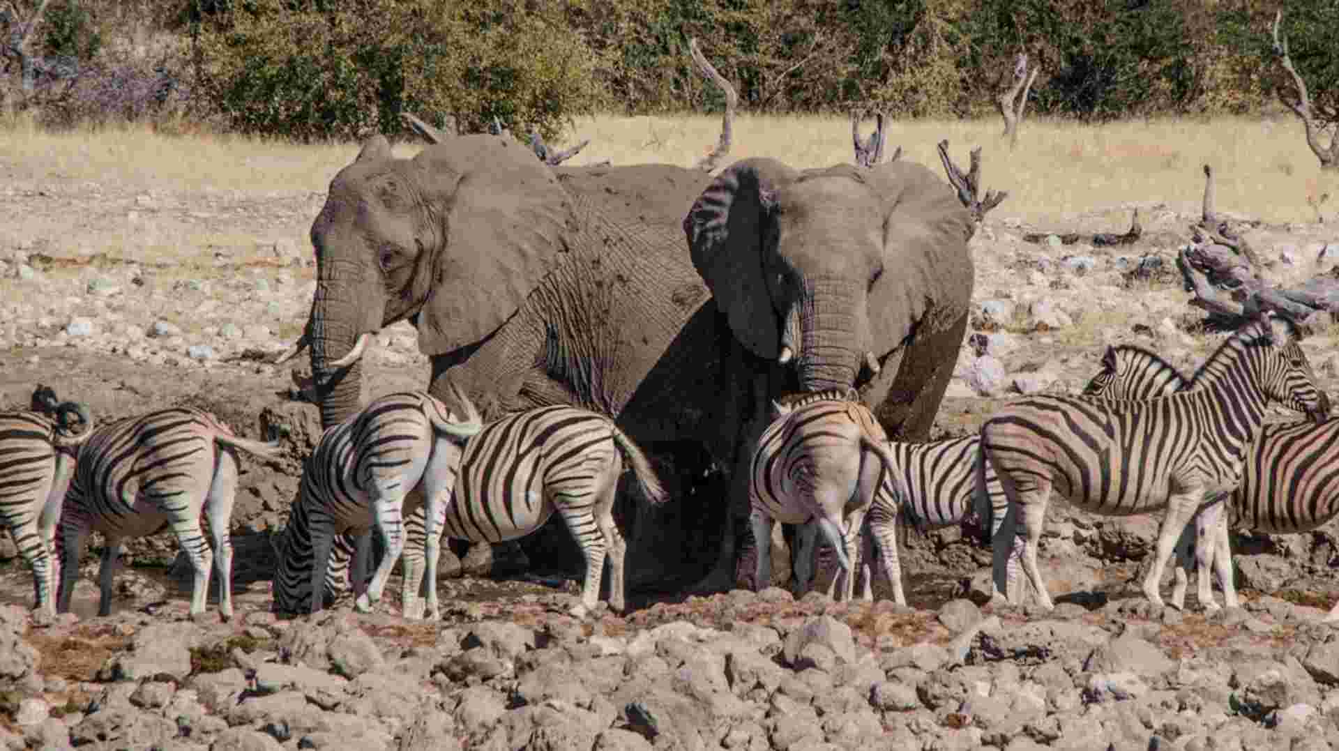 7 Day Taste of Namibia Lodge Safaris