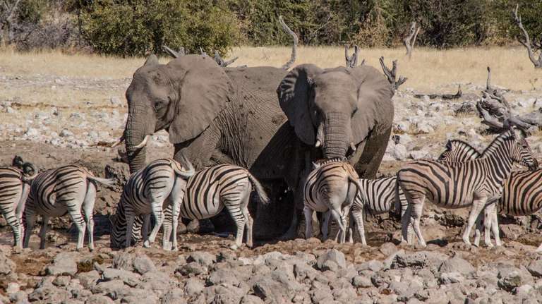 7 Day Taste of Namibia Lodge Safaris trip - alternative tour available