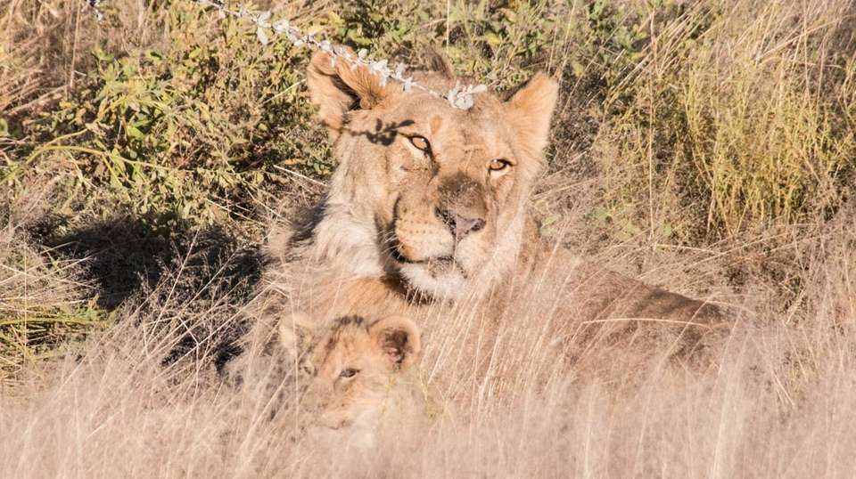 7 Day Taste of Namibia Lodge Safaris - Chameleon Safaris Namibia - Namibia - Image 17