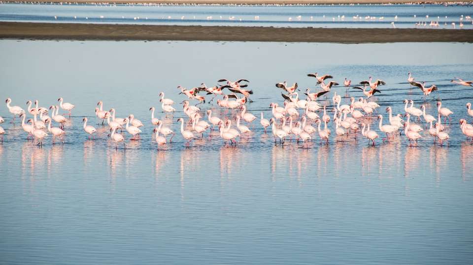 7 Day Taste of Namibia Lodge Safaris - Chameleon Safaris Namibia - Namibia - Image 11