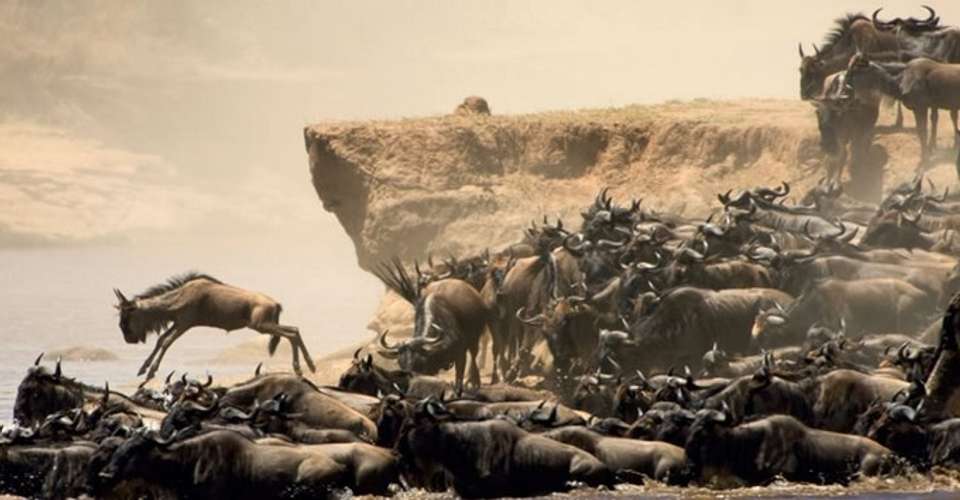 7-Day Safari Adventure in Kenya - Kibera Holiday Safaris - Kenya - Image 2
