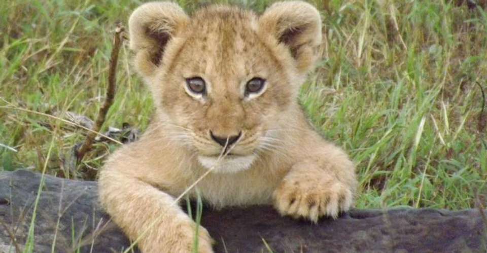 7-Day Safari Adventure in Kenya - Kibera Holiday Safaris - Kenya - Image 1