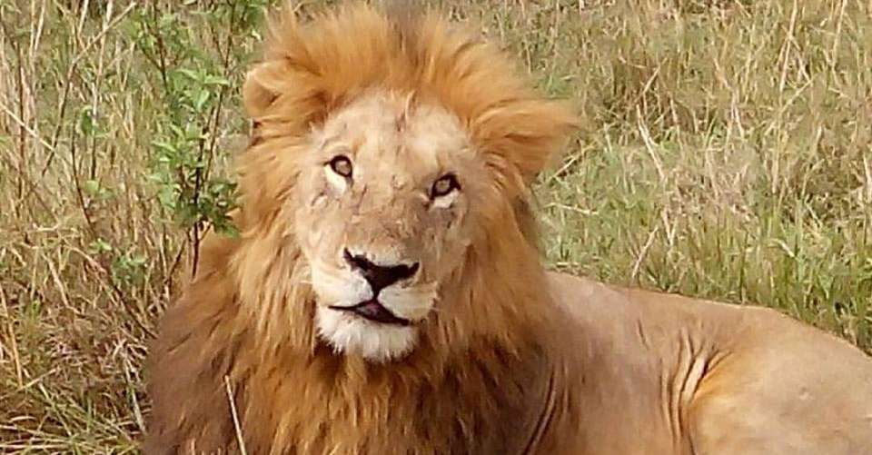 7-Day Safari Adventure in Kenya - Kibera Holiday Safaris - Kenya - Image 4