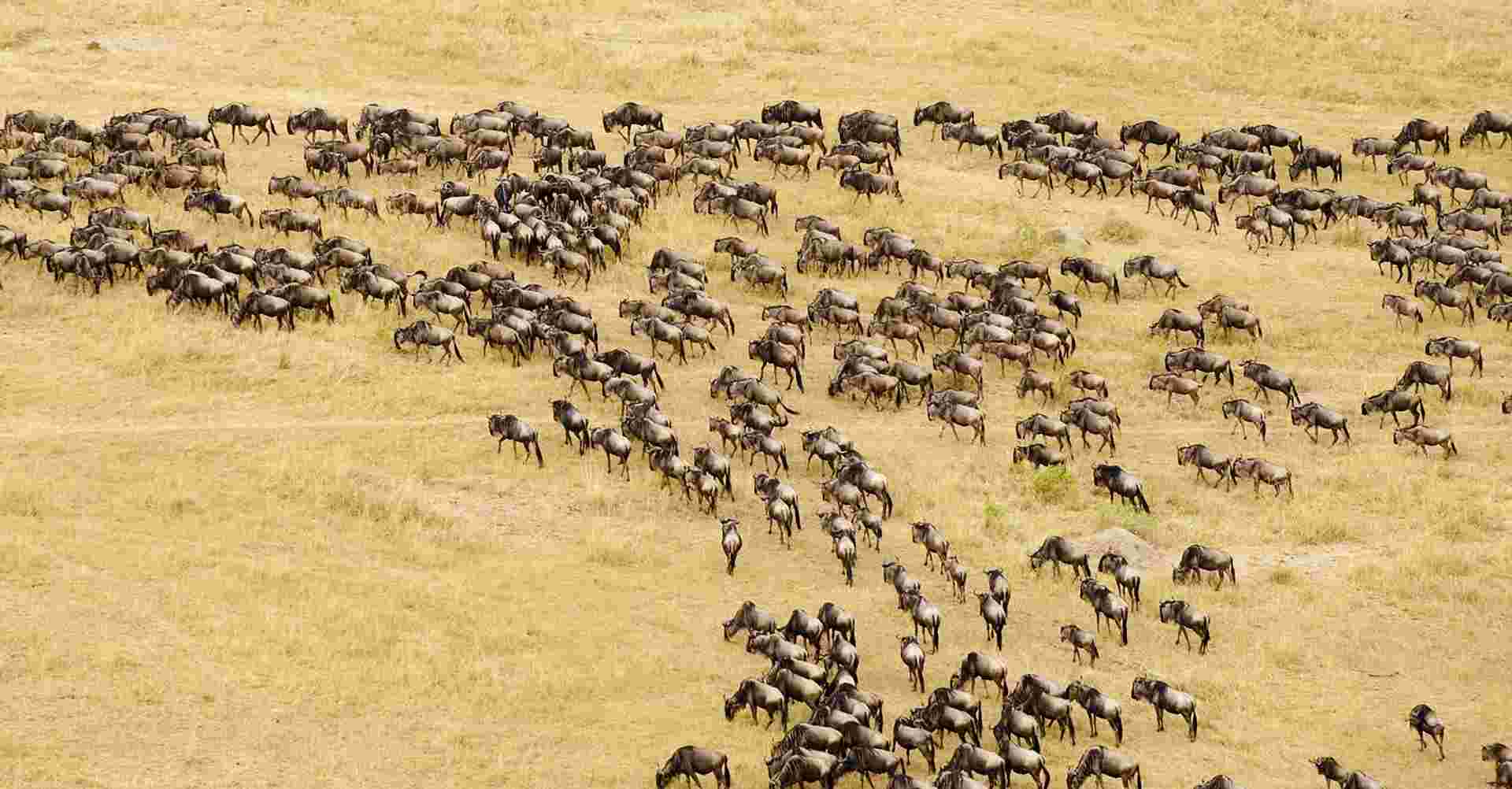 7-day Serengeti Great Migration Safari