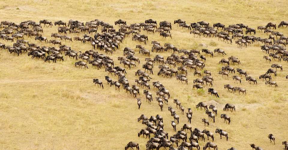 7-day Serengeti Great Migration Safari - Book Safari 2 Tanzania - Tanzania - Image 1