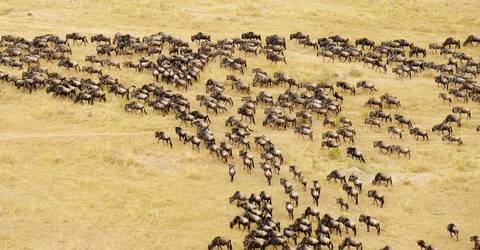 7-day Serengeti Great Migration Safari - 8 Days