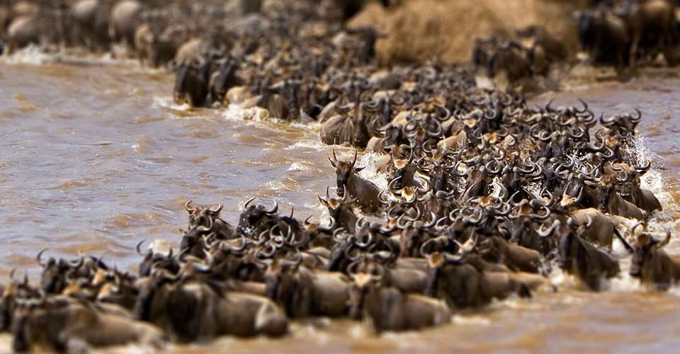 7-day Serengeti Great Migration Safari - Book Safari 2 Tanzania - Tanzania - Image 2
