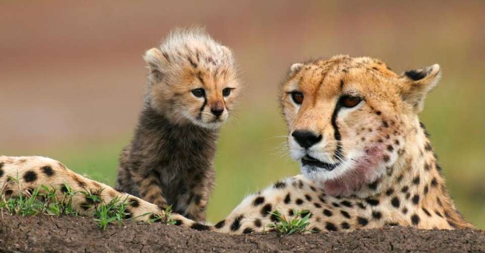 7-day Serengeti Great Migration Safari - Book Safari 2 Tanzania - Tanzania - Image 3