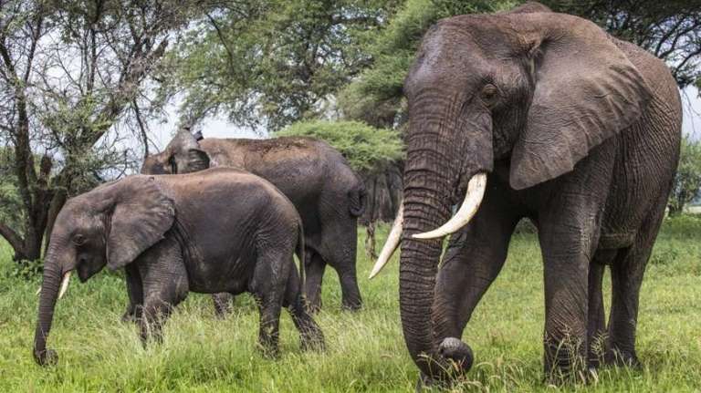 7 DAYS SAFARI TO TANZANIA - 7 days