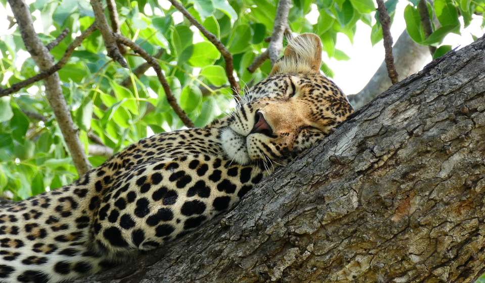 7-day Victoria Falls to Kruger Camping - Acacia Africa - Zambia - Image 5