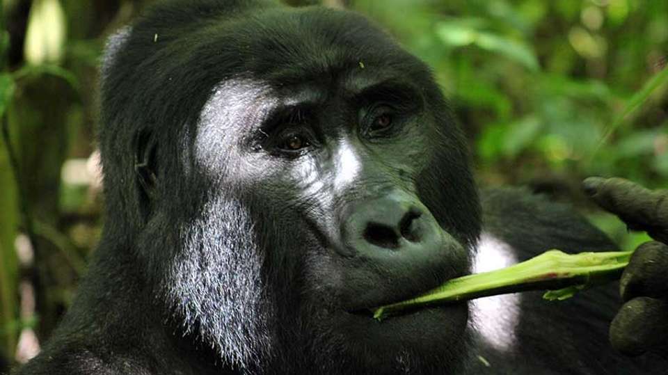 7 Days Adventure Holiday Package in Uganda - Primate World Safaris (u) Ltd - Uganda - Image 2