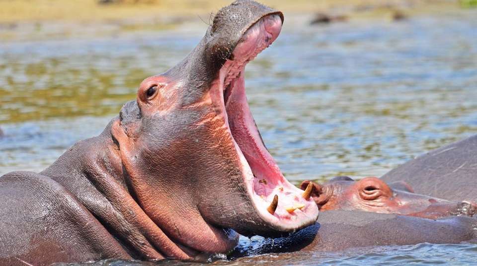 7 Days Adventure Holiday Package in Uganda - Primate World Safaris (u) Ltd - Uganda - Image 3