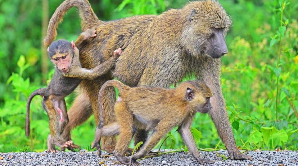 7 Days Adventure Holiday Package in Uganda - Primate World Safaris (u) Ltd - Uganda - Image 4