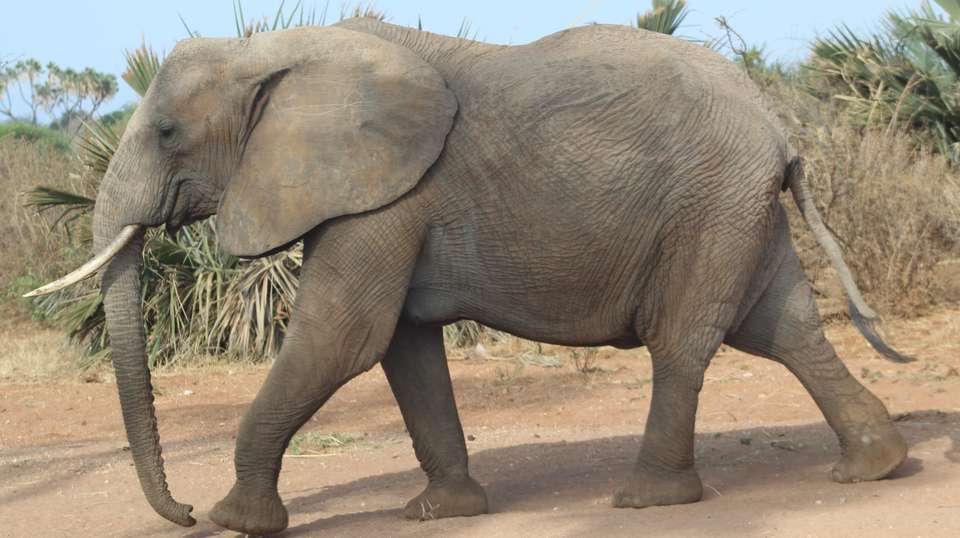 7 Days Adventure Holiday Package in Uganda - Primate World Safaris (u) Ltd - Uganda - Image 7