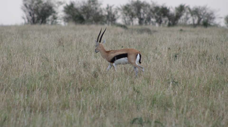 7 Days Adventure Holiday Package in Uganda - Primate World Safaris (u) Ltd - Uganda - Image 11