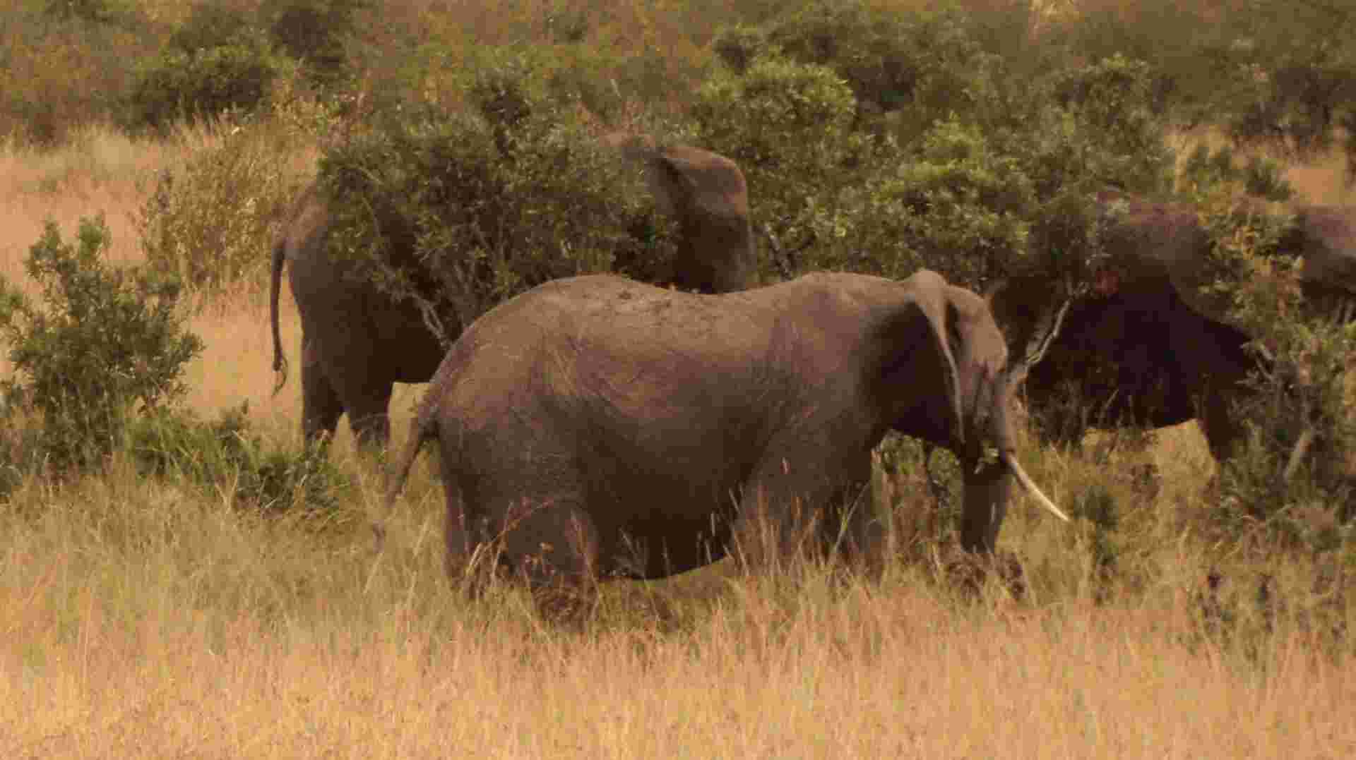  7 Days Masai Mara, Lake Nakuru, Naivasha & Amboseli