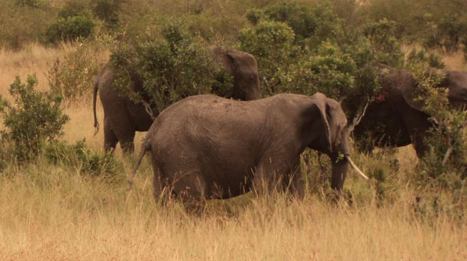7 Days Masai Mara, Lake Nakuru, Naivasha & Amboseli - Great Horizon Trails - Kenya - Image 1