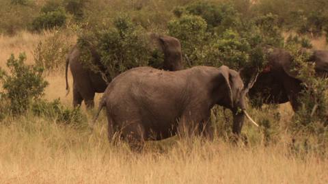 Kenya Tours For Young Adults: 7 Days Masai Mara, Lake Nakuru, Naivasha & Amboseli