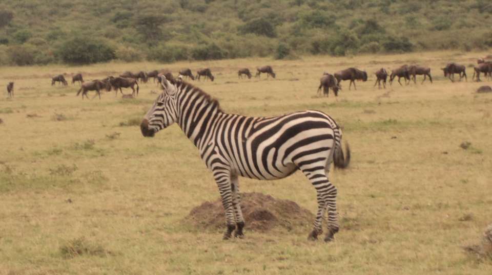 7 Days Masai Mara, Lake Nakuru, Naivasha & Amboseli - Great Horizon Trails - Kenya - Image 2