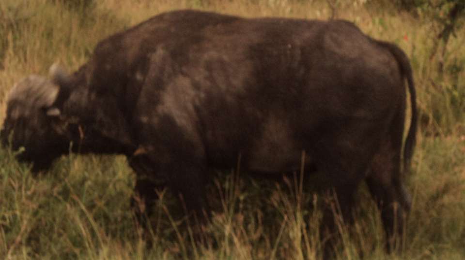 7 Days Masai Mara, Lake Nakuru, Naivasha & Amboseli - Great Horizon Trails - Kenya - Image 3