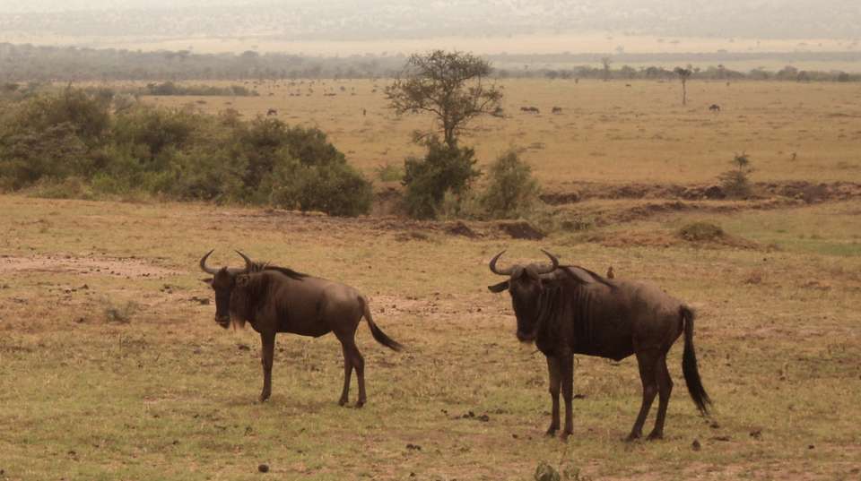 7 Days Masai Mara, Lake Nakuru, Naivasha & Amboseli - Great Horizon Trails - Kenya - Image 4