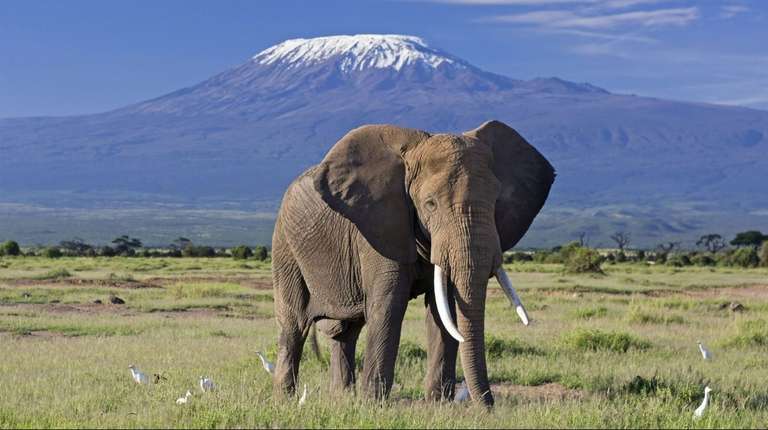 Kenya Family Tour Packages: 7 Days Masai Mara, Nakuru, Naivasha, Amboseli
