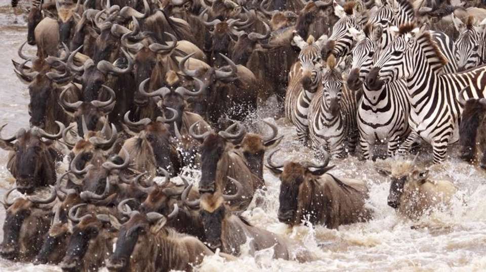 7 Days Masai Mara, Nakuru, Naivasha, Amboseli - Sir Michaels Tours And Safaris - Kenya - Image 3