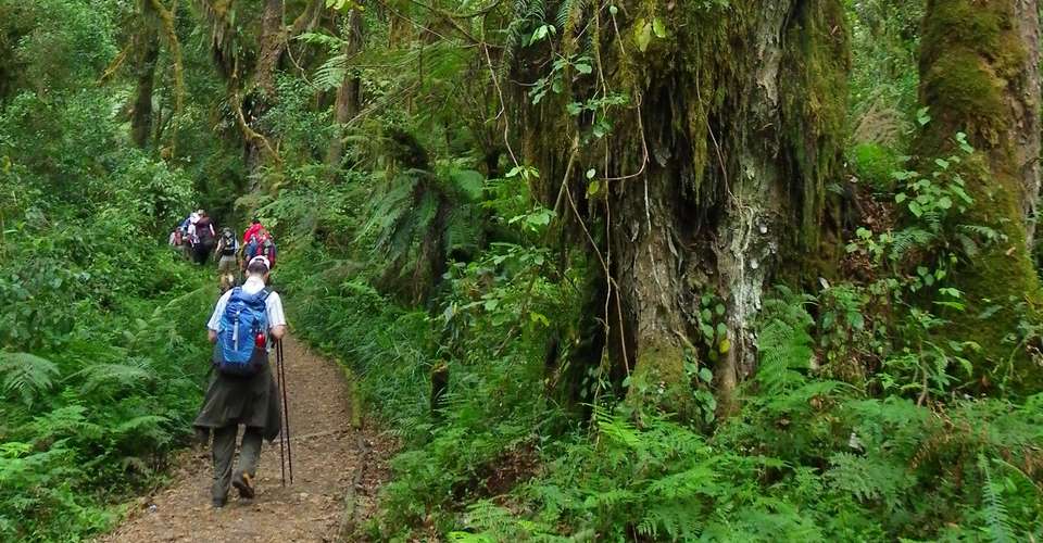 7 Days Mount Kilimanjaro Trekking - Lemosho Route - Enosa Expeditions - Tanzania