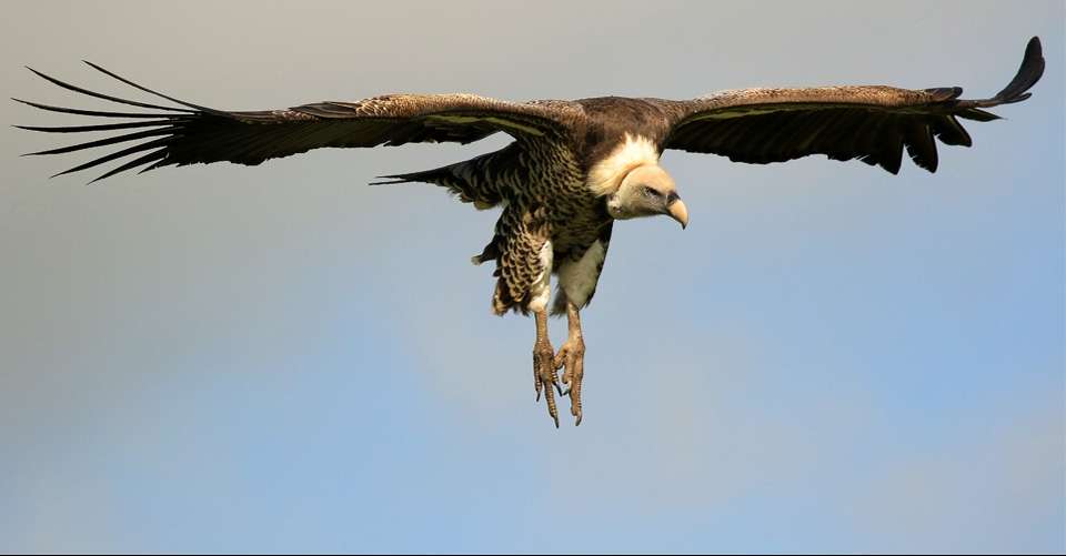 7 Days of Luxurious Air Safari - Incredible Kenya Adventures Tours & Safaris - Kenya - Image 3