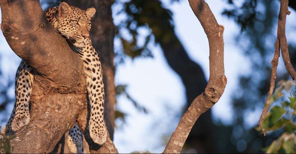 7 Days of Luxurious Air Safari - Incredible Kenya Adventures Tours & Safaris - Kenya - Image 4