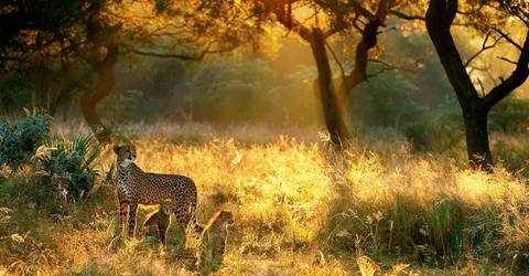 7 Days Of Luxurious Air Safari - 7 Days