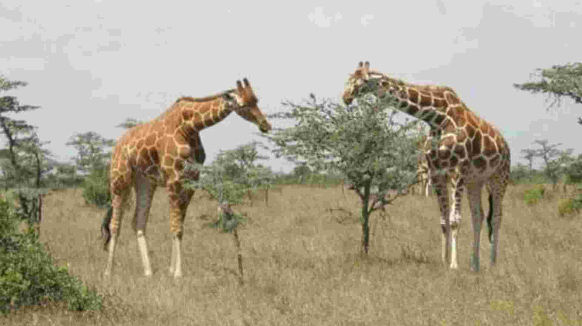 7 DAYS PERFECT BLEND SAFARI