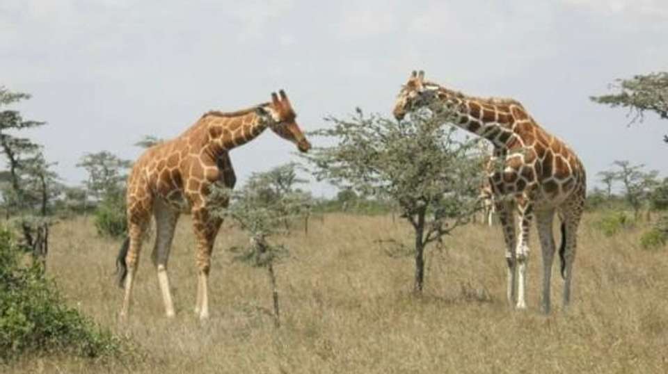 7 DAYS PERFECT BLEND SAFARI - Sir Michaels Tours And Safaris - Kenya - Image 1