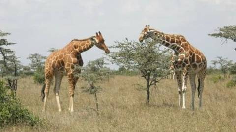 7 Days Perfect Blend Safari - 7 Days