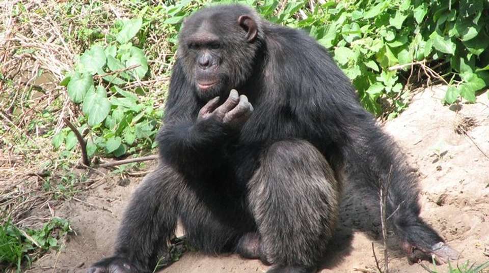 7 DAYS PERFECT BLEND SAFARI - Sir Michaels Tours And Safaris - Kenya - Image 3