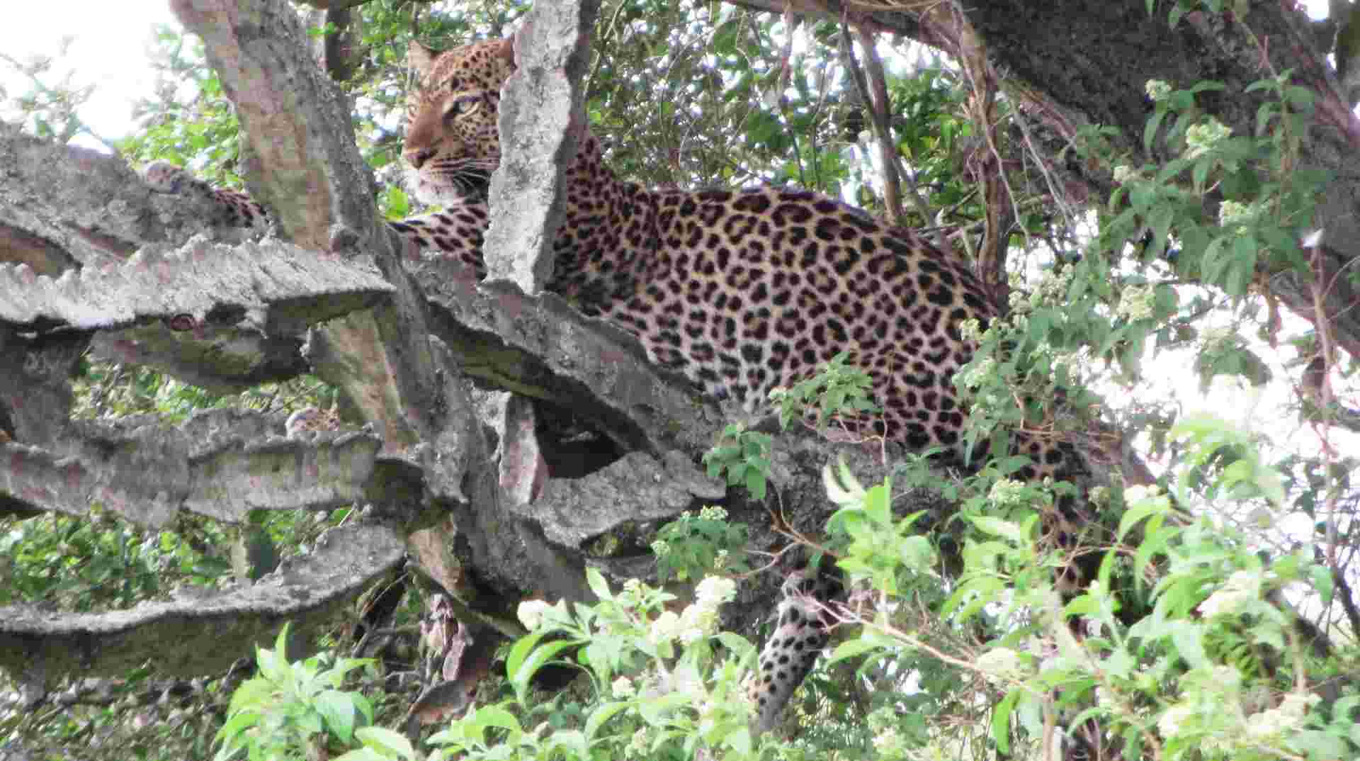 7 Days Primate and Game Safari