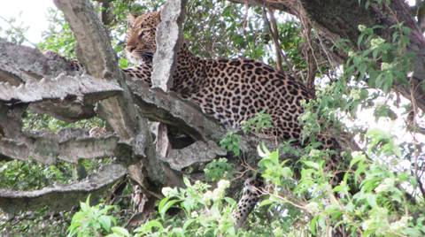 Gorilla And Chimpanzee Tracking Tour: 7 Days Primate And Game Safari