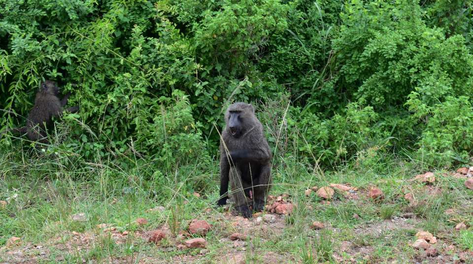 7 Days Primate and Game Safari - Valiant Safaris - Uganda - Image 2