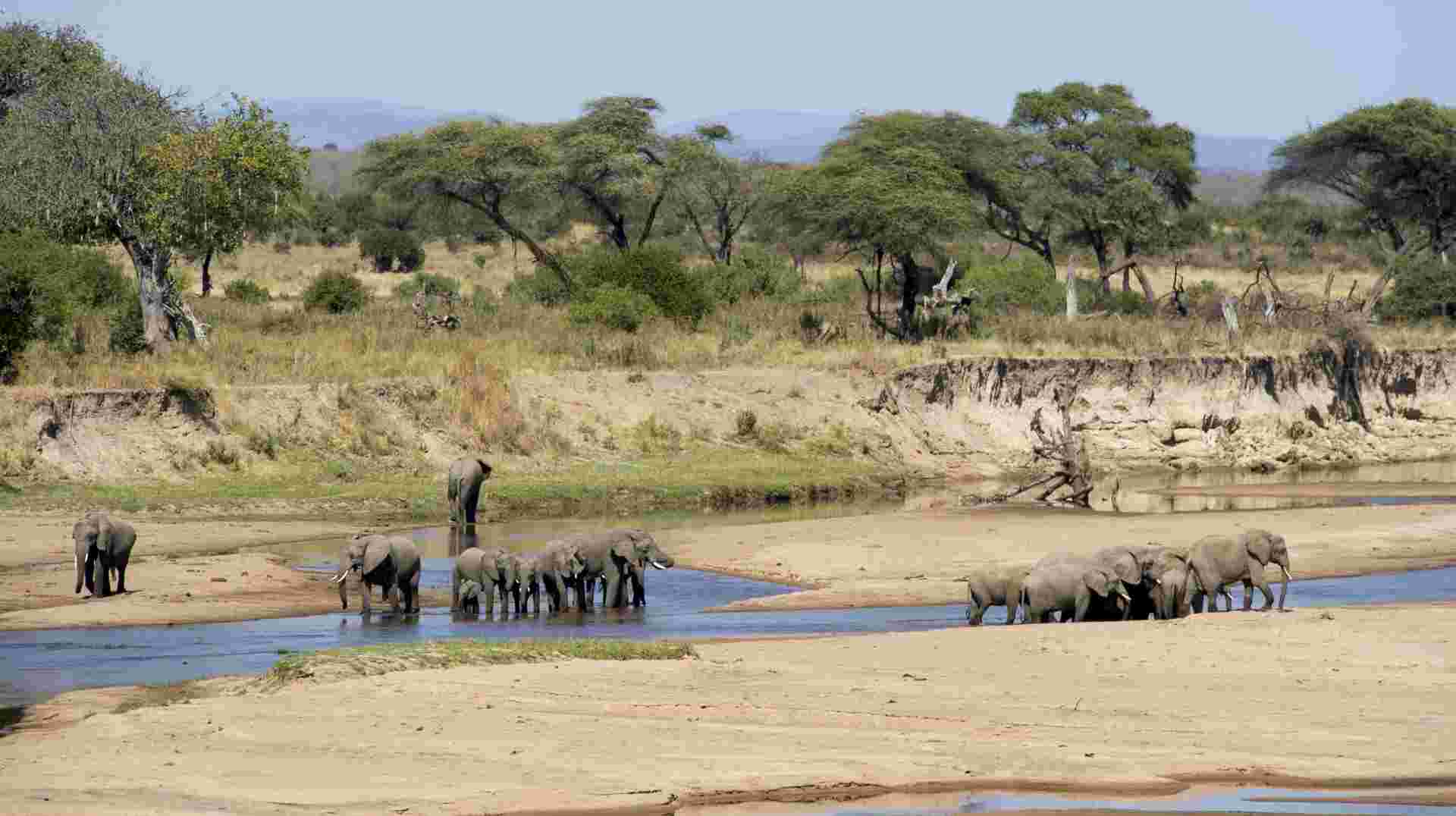 7 Days Wildlife Encounter Safari – Best of Southern Tanzania