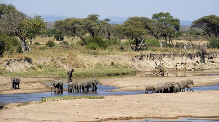 7 Days Wildlife Encounter Safari – Best of Southern Tanzania trip - alternative tour available
