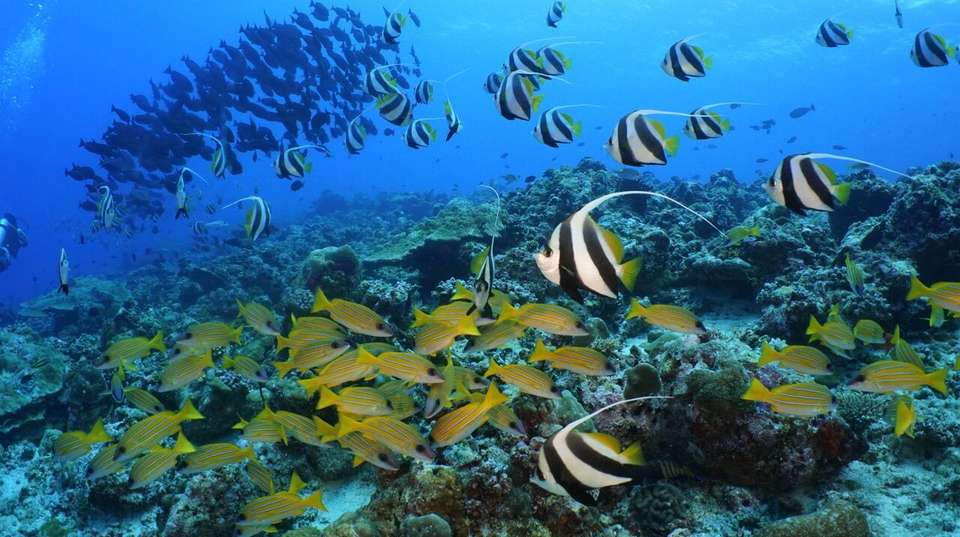 7 Night South Male Island Hopping - undefined - Image 3
