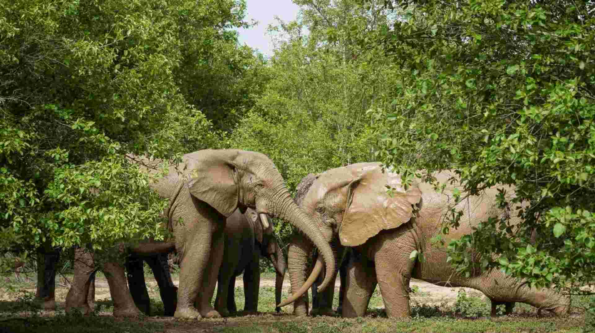 7 days Ghana Safari Tour